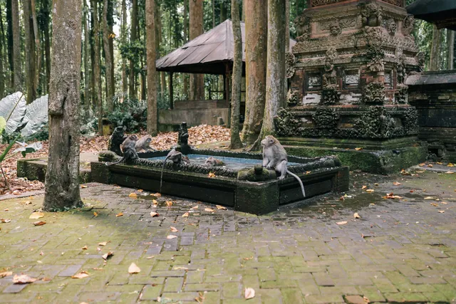 Canopy Villa — 4