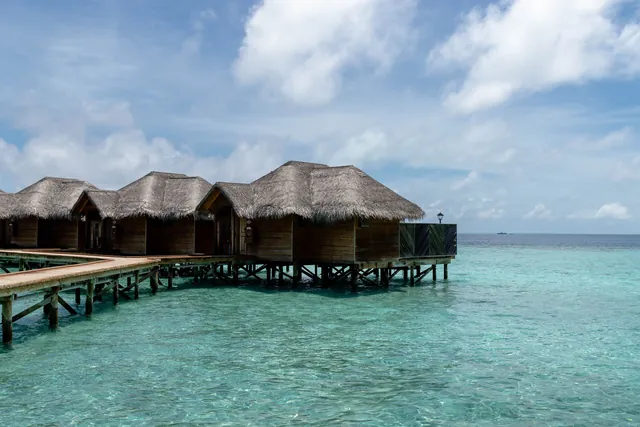 Swim with reef sharks & rays